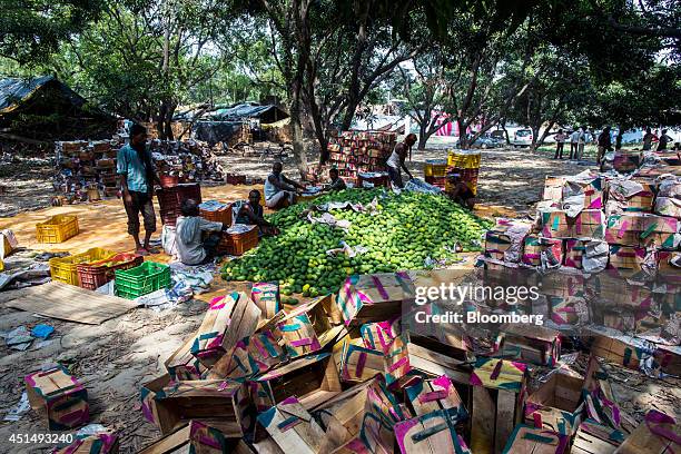 Workers re-pack Dusehri mangoes at packaging house that grades, packs and dispatches mangoes to wholesale markets in Malihabad, Uttar Pradesh, India,...