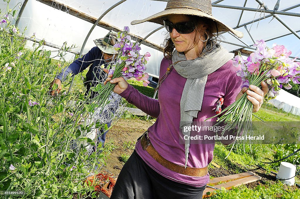 Features from three flower farms in Buxton and Scarborough