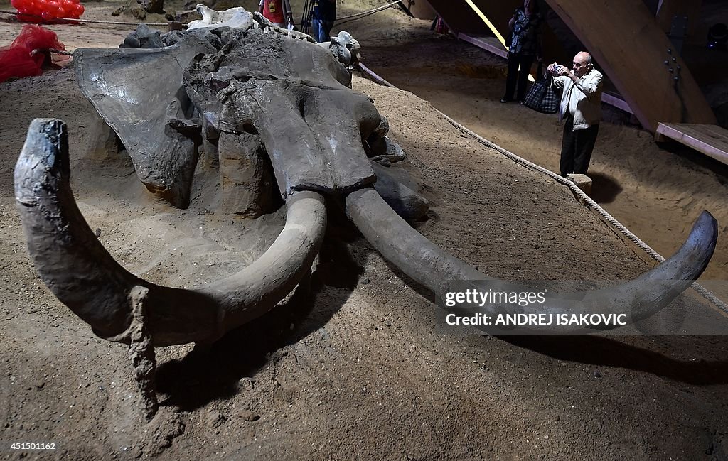 SERBIA-SCIENCE-PALEONTOLOGY-MAMMOTH-ATTRACTION