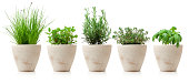 variaty of cooking herbs in pots