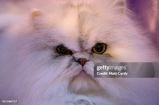 Cat looks out of its cage at the Governing Council of the Cat Fancy's 'Supreme Championship Cat Show' at the NEC Arena on November 23, 2013 in...