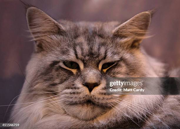 Skippy, a Maine Coon cat looks out of his cage as he waits to be judged at the Governing Council of the Cat Fancy's 'Supreme Championship Cat Show'...