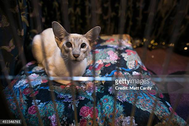 Cat looks out of its cage at the Governing Council of the Cat Fancy's 'Supreme Championship Cat Show' at the NEC Arena on November 23, 2013 in...