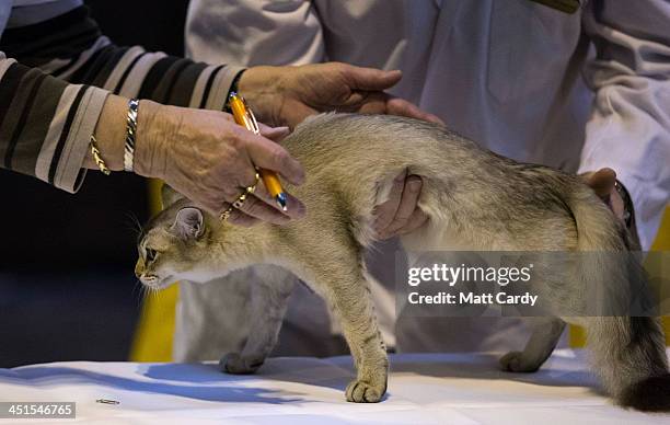 Cat is judged at the Governing Council of the Cat Fancy's 'Supreme Championship Cat Show' at the NEC Arena on November 23, 2013 in Birmingham,...