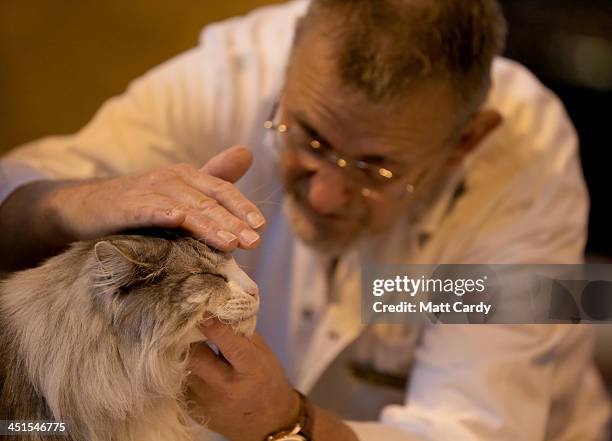 Cat is judged at the Governing Council of the Cat Fancy's 'Supreme Championship Cat Show' at the NEC Arena on November 23, 2013 in Birmingham,...