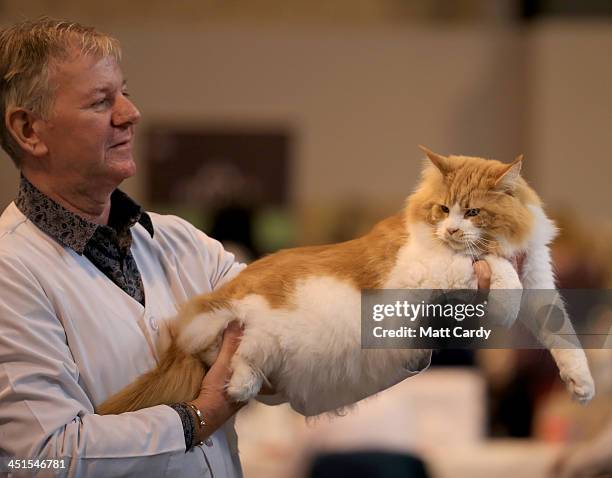 Cat is judged at the Governing Council of the Cat Fancy's 'Supreme Championship Cat Show' at the NEC Arena on November 23, 2013 in Birmingham,...