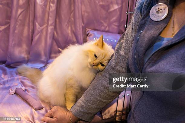 Cat snuggles up to its owner as he waits to be judged at the Governing Council of the Cat Fancy's 'Supreme Championship Cat Show' at the NEC Arena on...