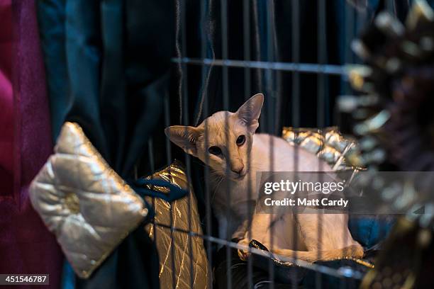 Cat looks out of its cage as it waits to be judged at the Governing Council of the Cat Fancy's 'Supreme Championship Cat Show' at the NEC Arena on...