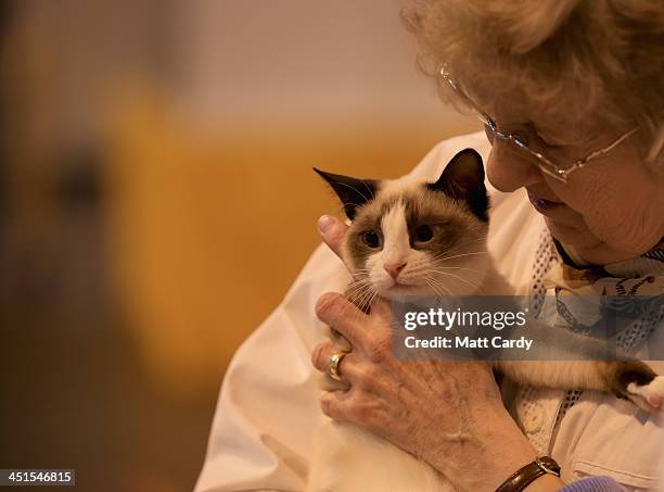 Cat waits to be judged at the Governing Council of the Cat Fancy's 'Supreme Championship Cat Show' at the NEC Arena on November 23, 2013 in...