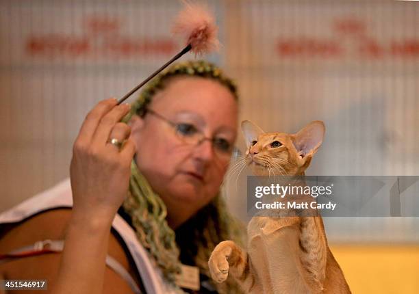 Cat is judged at the Governing Council of the Cat Fancy's 'Supreme Championship Cat Show' at the NEC Arena on November 23, 2013 in Birmingham,...