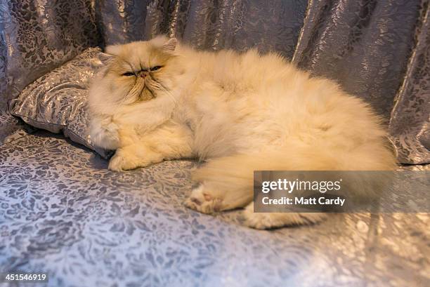 Bertie, a Red Cameo cat looks out of his cage as he waits to be judged at the Governing Council of the Cat Fancy's 'Supreme Championship Cat Show' at...