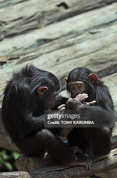 Baby chimpanzees groom each other in their enclosure at the Ol-Pejeta conservancy in Laikipia county on July 1, 2014 at a centre for rescued primates...