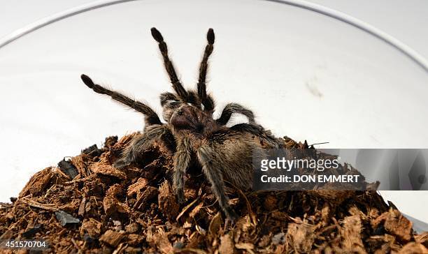 Chilean Rose Hair Tarantula sits in a bowl during a media preview for "Spiders Alive" July 1, 2014 at the American Museum of Natural History in New...