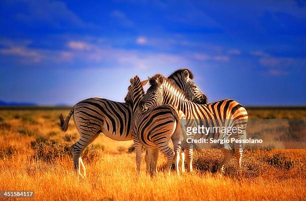 the team - zebra africa stock-fotos und bilder