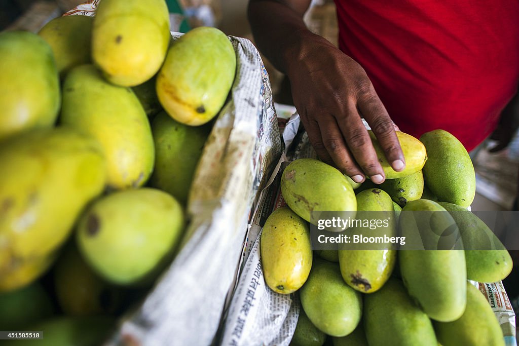 Mango Harvest And Sale As Modi Looks To Reform State Controlled Market