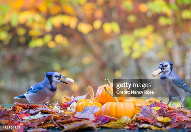 blue jays - jay stock pictures, royalty-free photos & images