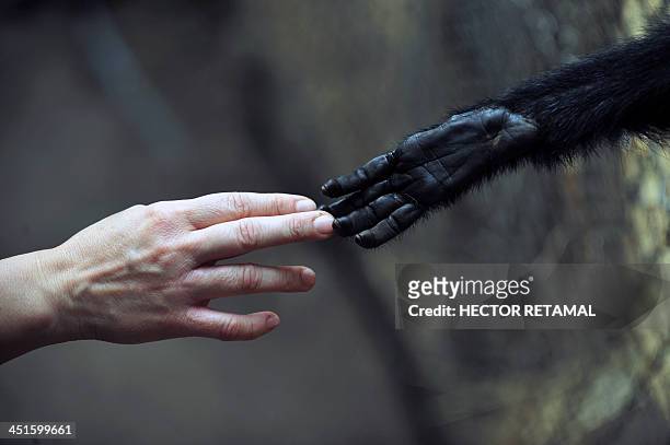 Woman touches a Spider Monkey at the Rehabilitation Center and Primate Rescue, in Peñaflor, 36 km southwest from Santiago, on November 23, 2013. AFP...