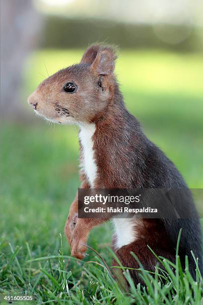 red squirrel - iñaki respaldiza stock pictures, royalty-free photos & images