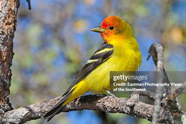 male western tanager - piranga ludoviciana stock pictures, royalty-free photos & images
