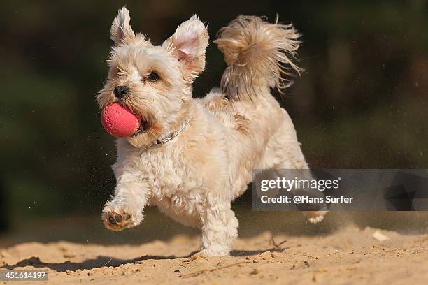 one one leg and holding a ball! - malteser stock-fotos und bilder