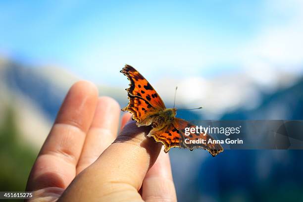 butterfly perched on human hand outdoors - releasing butterfly stock pictures, royalty-free photos & images