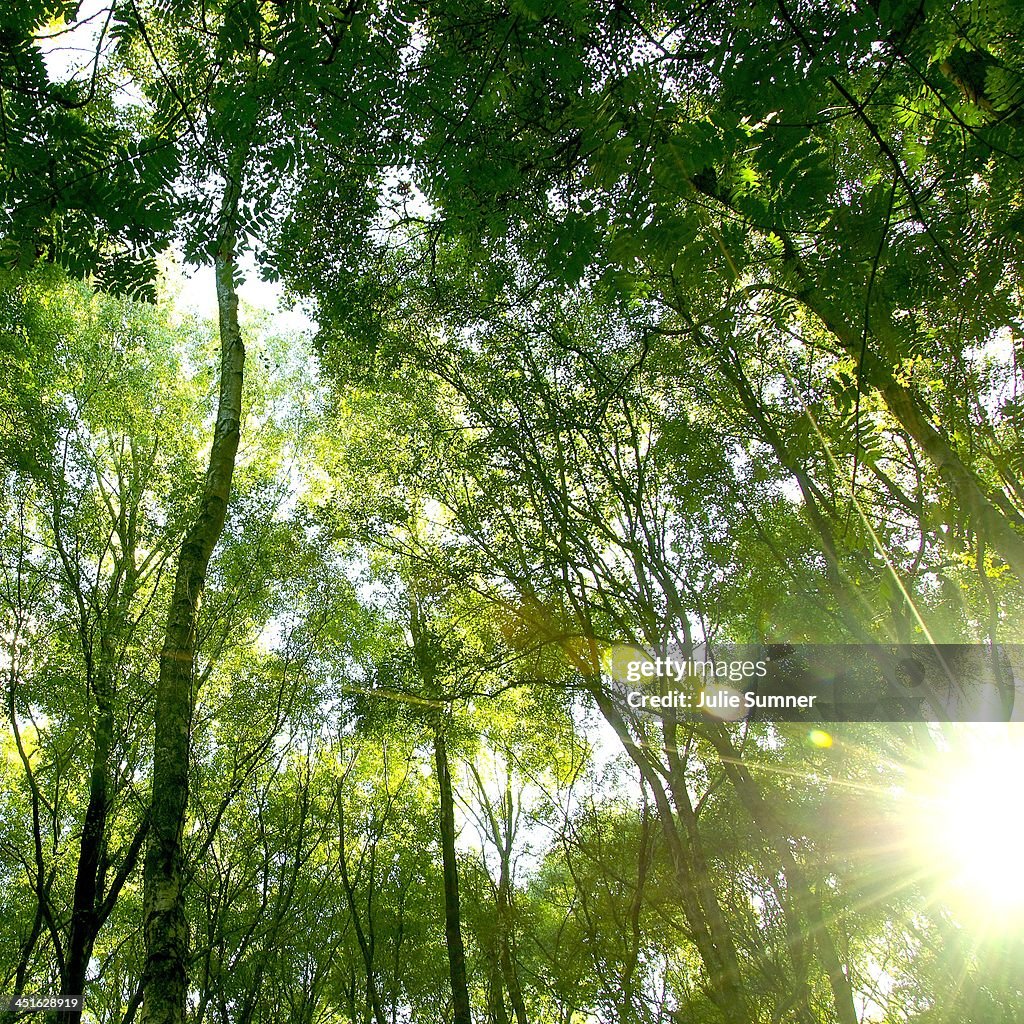 Sunlit tree rooftop