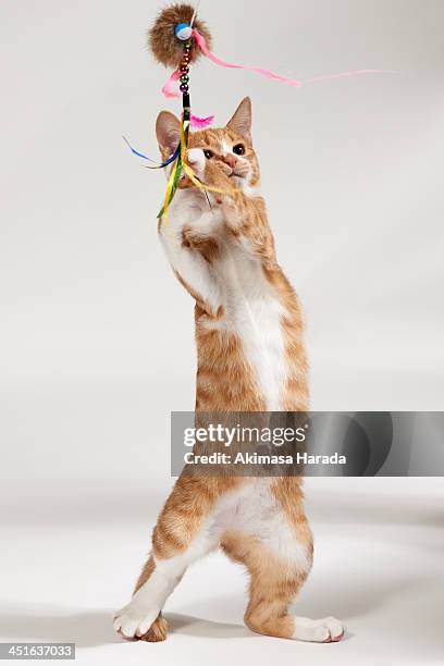 standing cat - ginger cat stockfoto's en -beelden