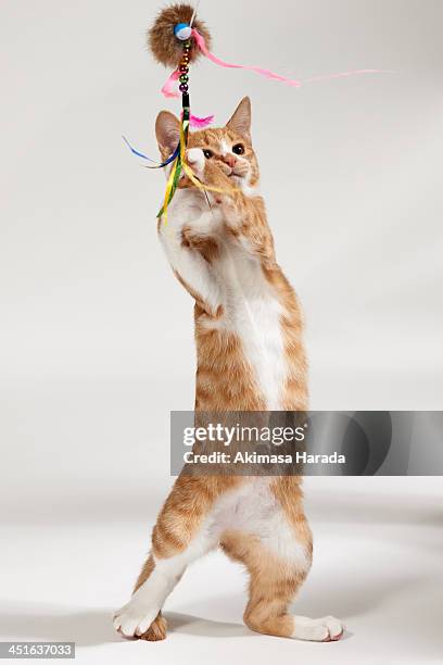 standing cat - ginger cat stock pictures, royalty-free photos & images