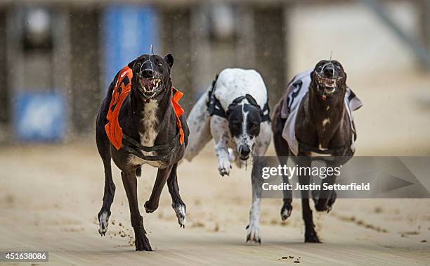 Graham Racing Dogs Romford Greyhound Racing Photos and Premium High Res Pictures - Getty ...
