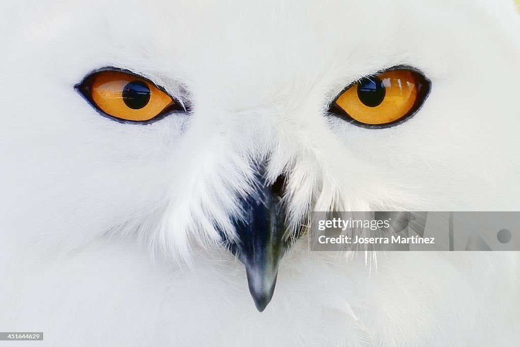 Buho nival - Snowy Owl