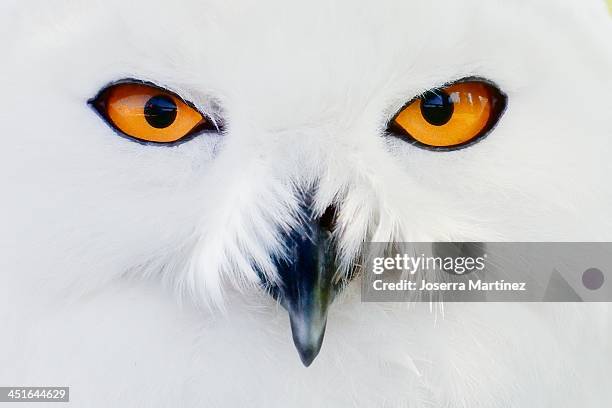 buho nival - snowy owl - gufo foto e immagini stock