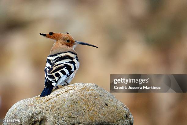 abubilla - hoopoe stock pictures, royalty-free photos & images