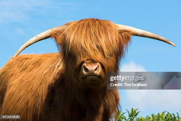 Cow, Bos primigenius, of Highland Cattle pure pedigree in the Highlands of Scotland.
