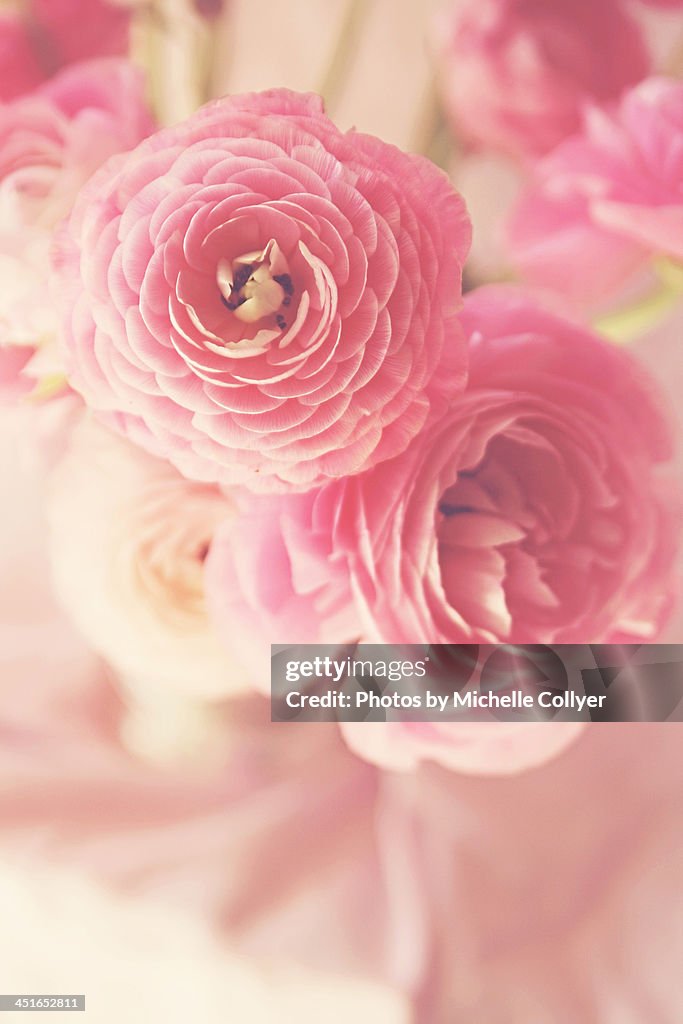 Pink Ranunculus