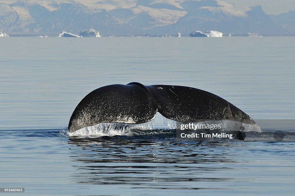 Bowhead Whale Balaena mysticetus