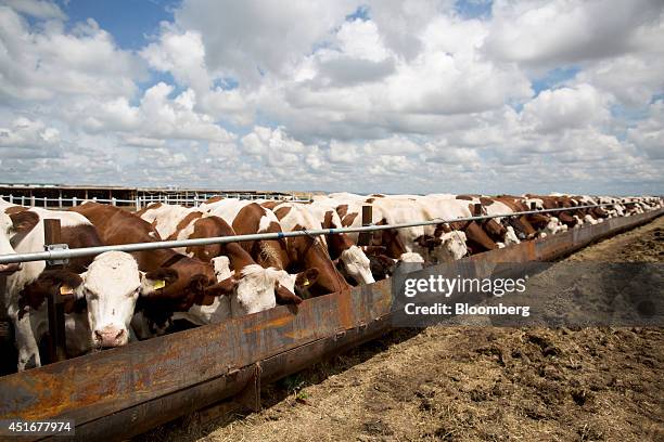 French Montbeliarde cows feed at a trough at the Khishigten Nuudelchin LLC dairy farm, a subsidiary of Nuudelchin Group, in Arkhus, Tuv province,...