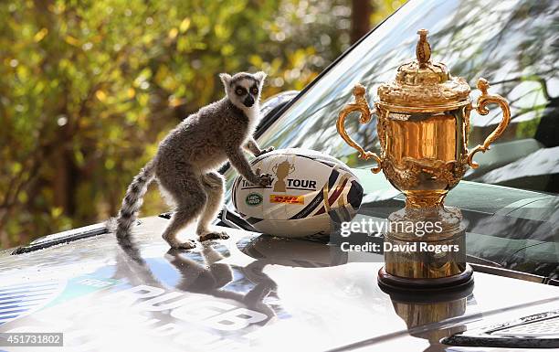 Ring-tailed lemur, which is indigenous to Madagascar, poses with the Webb Ellis Cup during a visit to the Lemur Park during the Rugby World Cup...