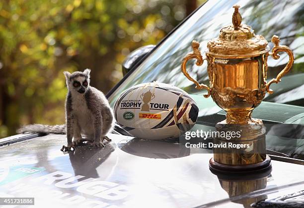 Ring-tailed lemur, which is indigenous to Madagascar, poses with the Webb Ellis Cup during a visit to the Lemur Park during the Rugby World Cup...
