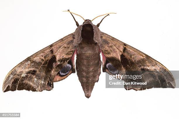 An Eyed Hawk Moth is pictured on June 22, 2014 in London, England. This weekend saw the annual Moth Night where moth recorders, lepidopterists and...