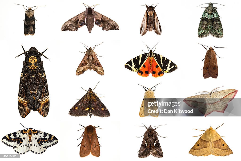 Types Moth Insect Different Types Of Moth