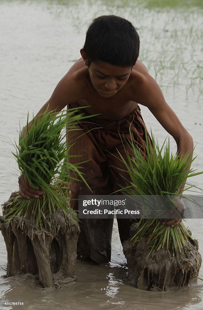 A Pakistani boy carrying rice seedlings for re-planting in...