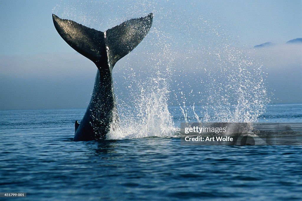 Humpback whale (Megaptera novaeangliae), Alaska, USA