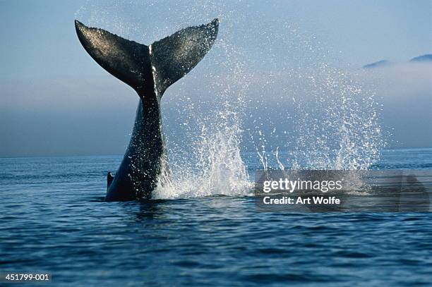 humpback whale (megaptera novaeangliae), alaska, usa - humpback whale tail stock pictures, royalty-free photos & images