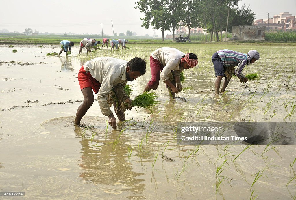 Indian Farmers Working In Their Paddy Fields