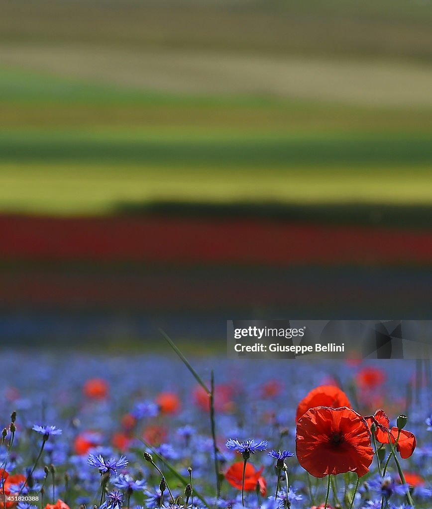 Annual Blossoming In Castelluccio Di Norcia