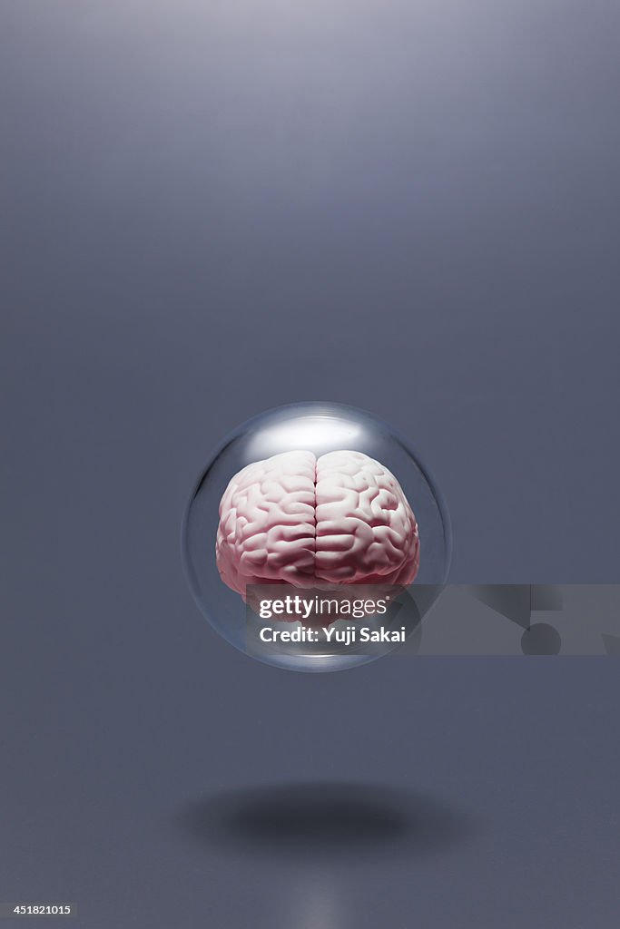 Model of  human brain in glass globe