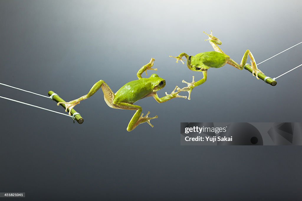 Green flogs swinging facing each other