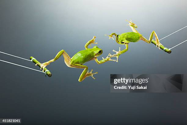Green Flogs Swinging Facing Each Other, Stockfoto