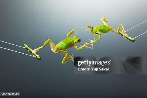 Green flogs swinging facing each other Green flogs swinging facing each other