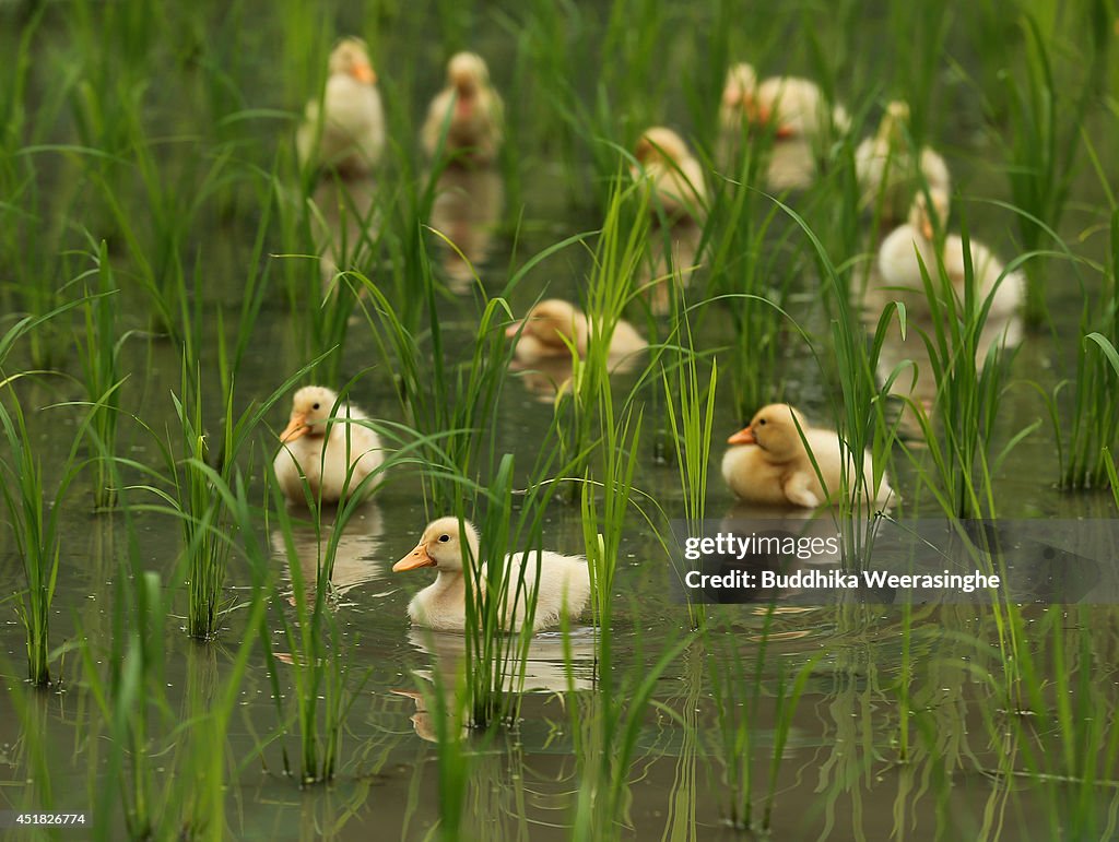 Ducks Clean Rice Paddy Two week old ducks swim in the newly planted rice field to eat... News ...